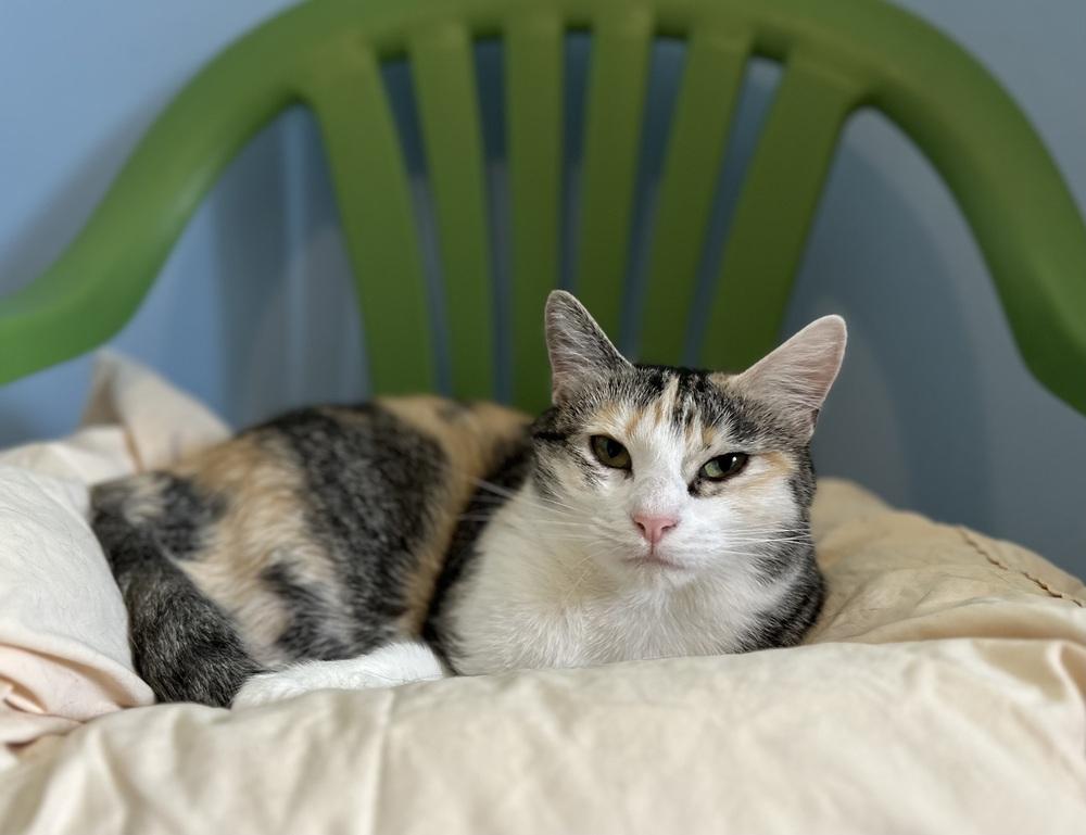 Enlarge Mabel, a Adoptable mixed breed in Norristown, PA image 1/5