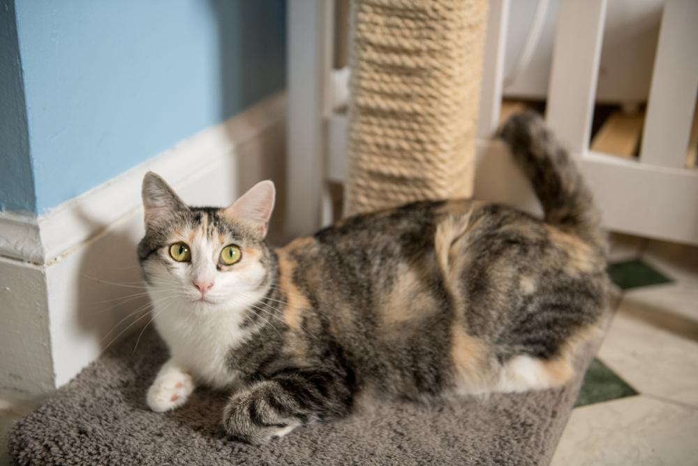 Enlarge Mabel, a Adoptable mixed breed in Norristown, PA image 2/5