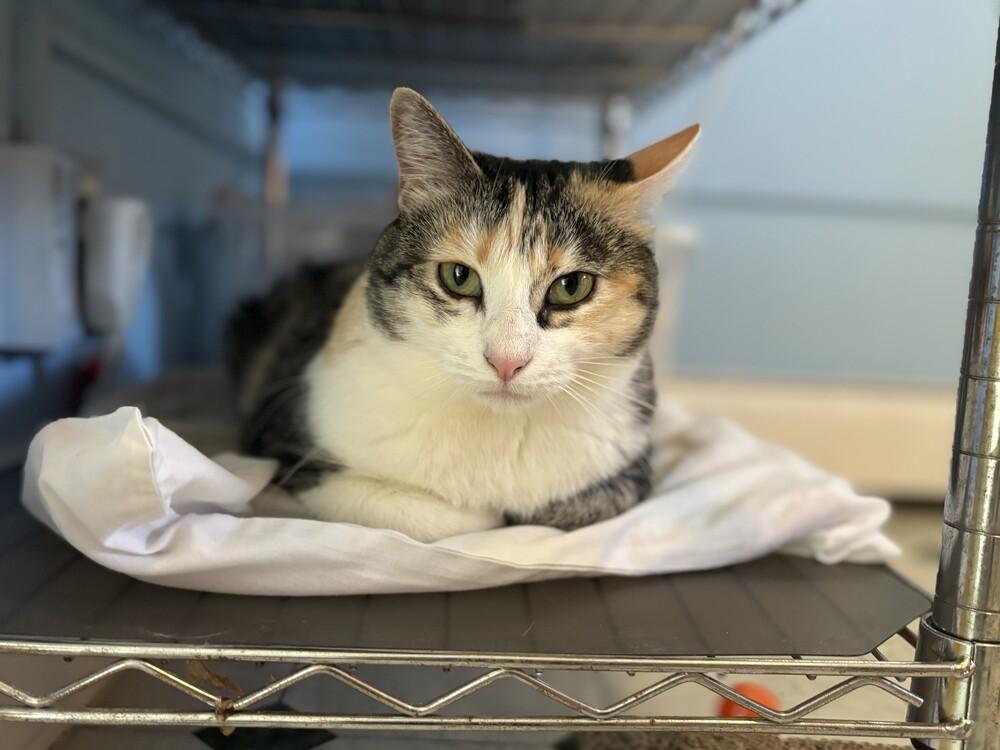 Enlarge Mabel, a Adoptable mixed breed in Norristown, PA image 3/5