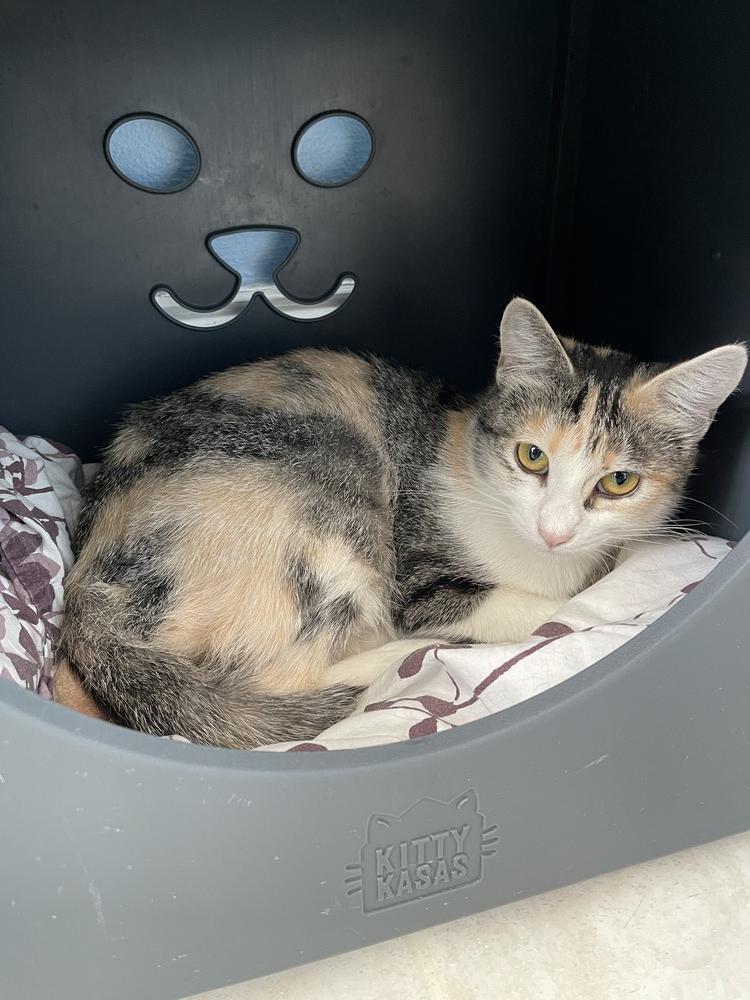 Enlarge Mabel, a Adoptable mixed breed in Norristown, PA image 4/5