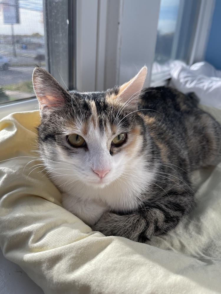 Enlarge Mabel, a Adoptable mixed breed in Norristown, PA image 5/5