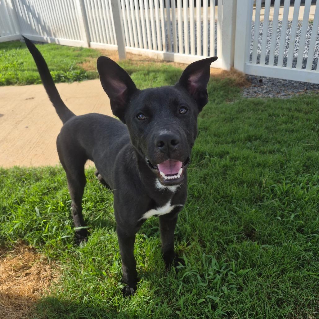 Allen, Adoptable, Young Male Mixed Breed.
