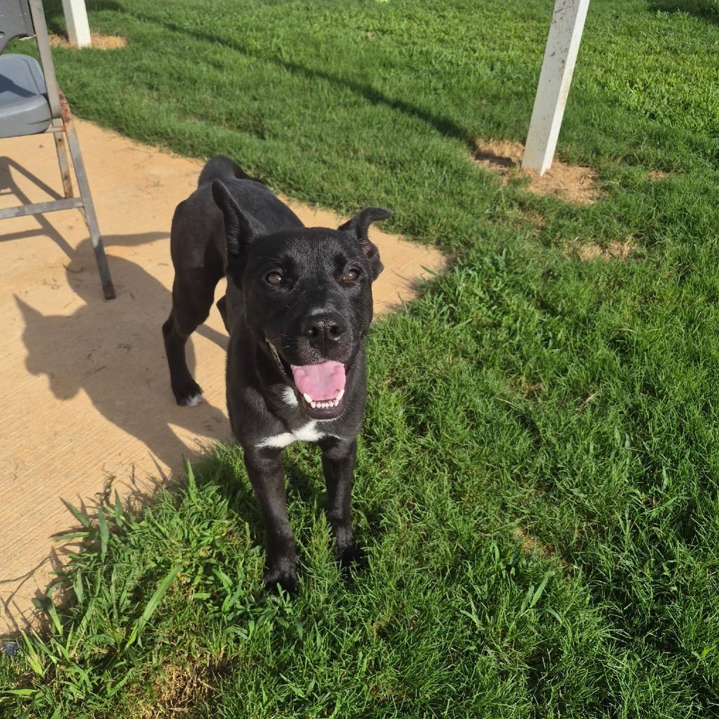 Enlarge Allen, a Adoptable Mixed Breed in Mount Gilead, NC image 2/2