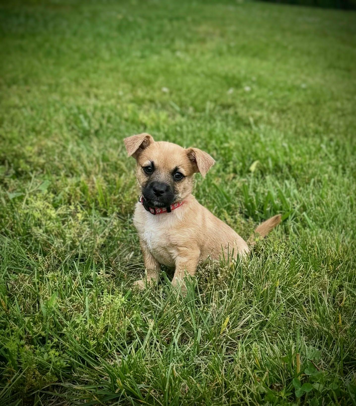 Lightning McQueen, a Adoptable mixed breed in Richmond, KY image 1/4