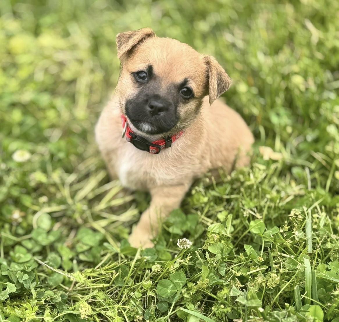 Lightning McQueen, a Adoptable mixed breed in Richmond, KY image 2/4