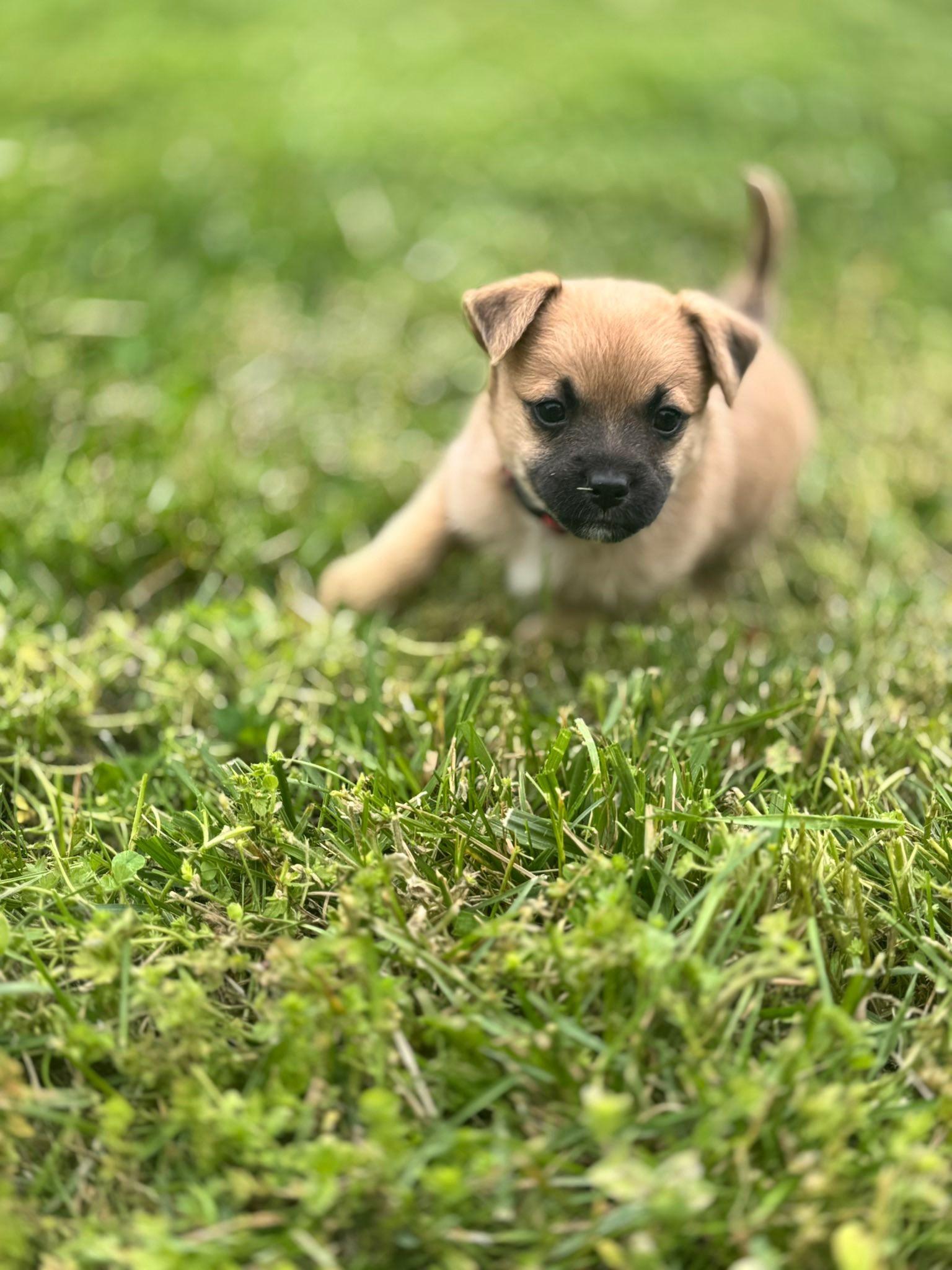 Lightning McQueen, a Adoptable mixed breed in Richmond, KY image 3/4