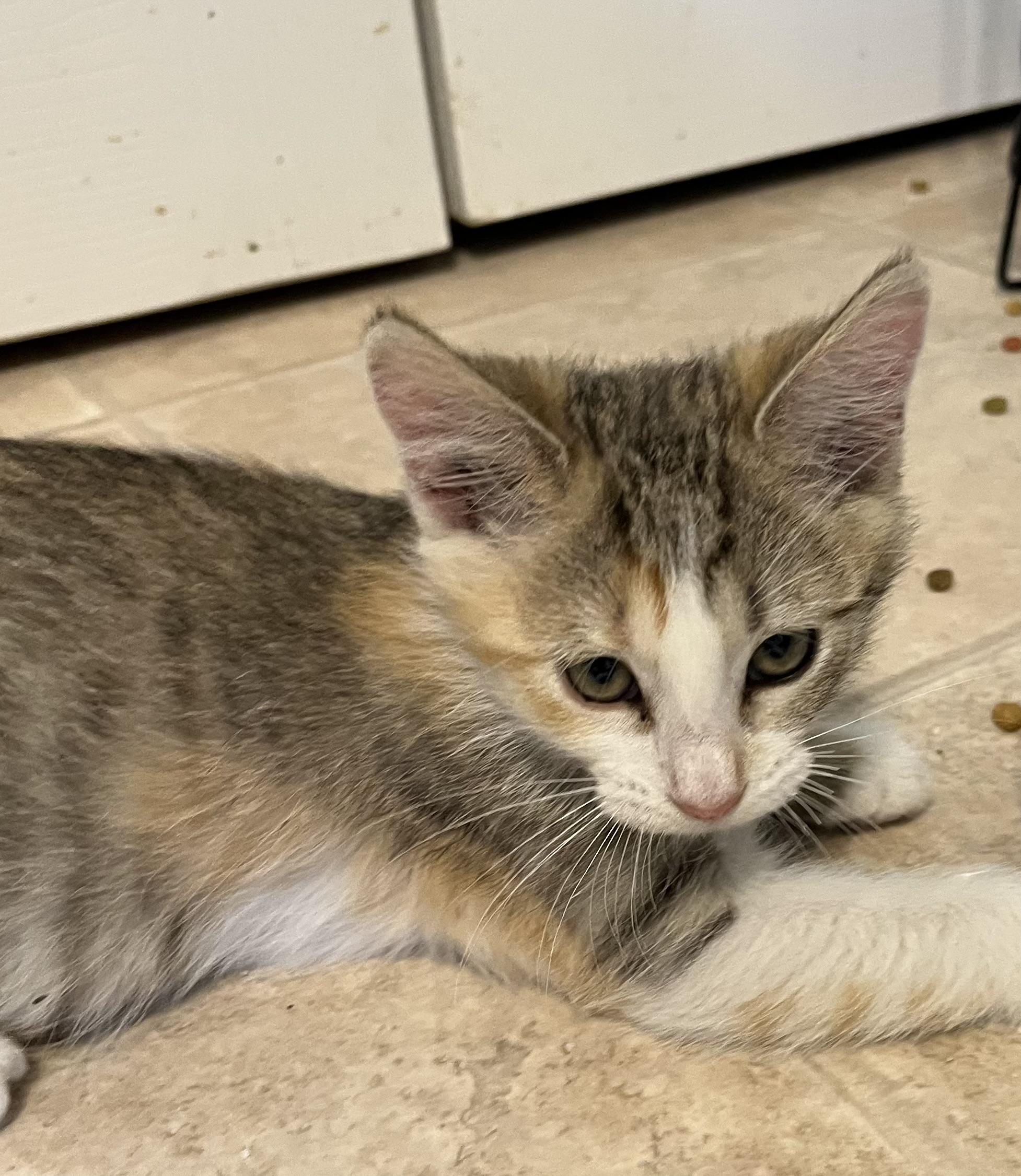 Sephina, Adoptable, Kitten Female Domestic Short Hair.
