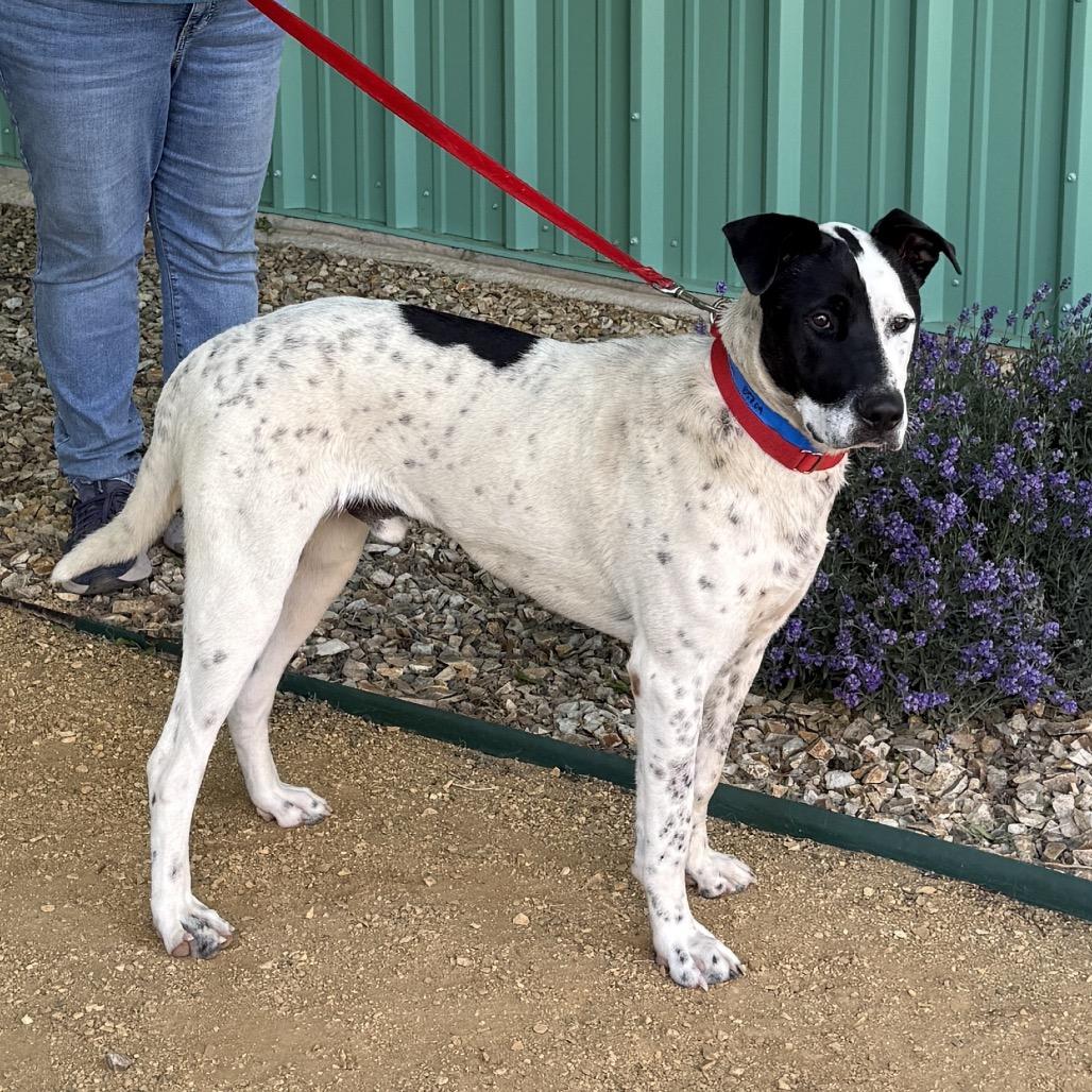 Enlarge Phantom, a Adoptable mixed breed in Albuquerque, NM image 3/6