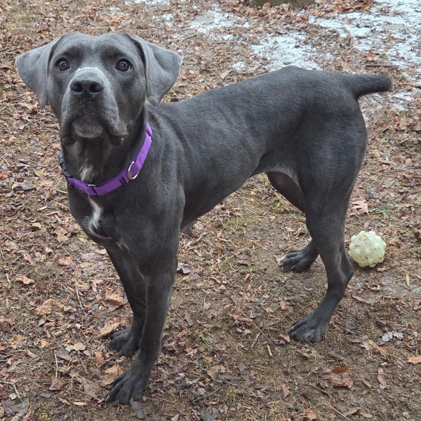 Rosie, ADOPTABLE, Adult Male Labrador Retriever.