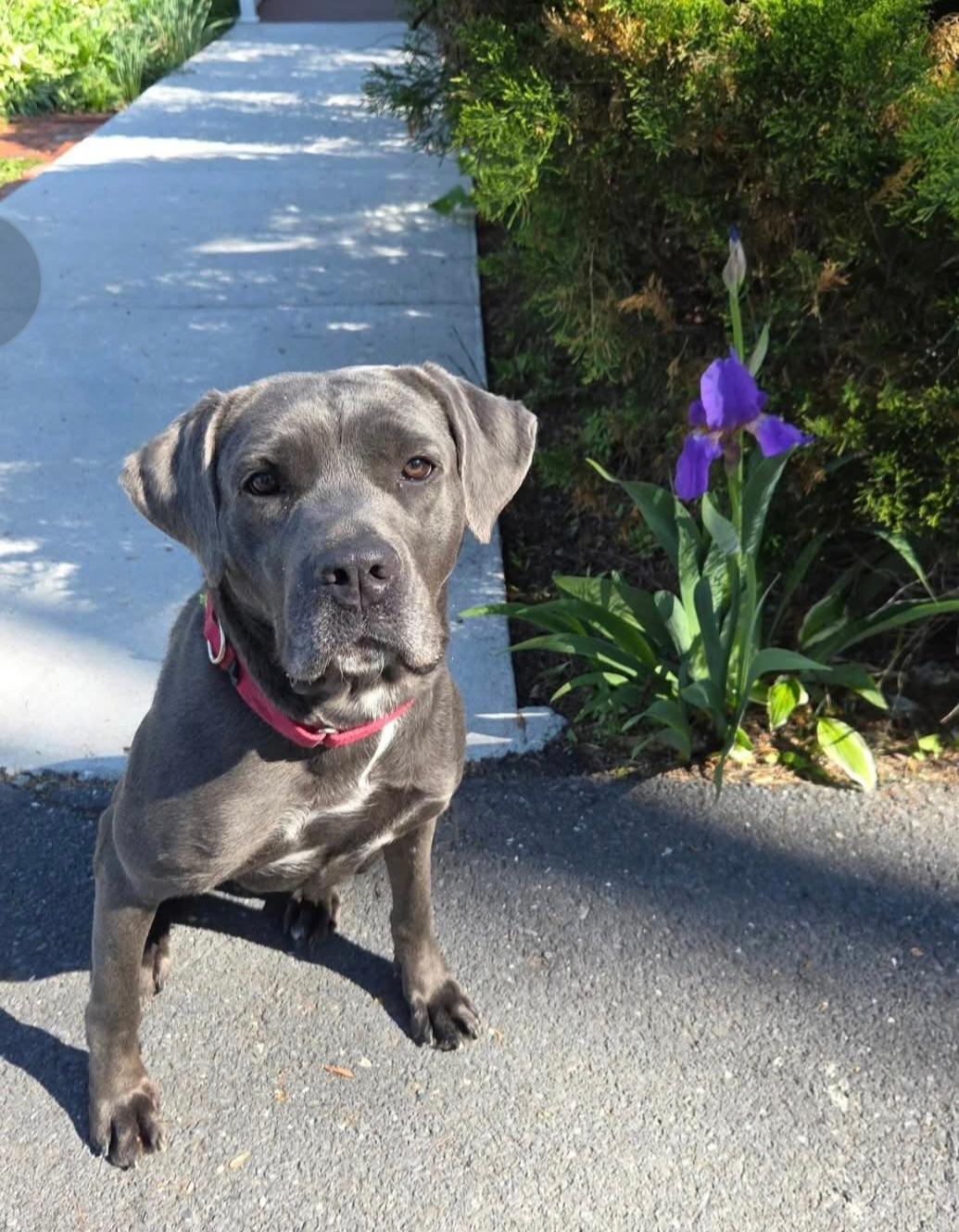 Rosie, adopted, Adult Female Cane Corso.