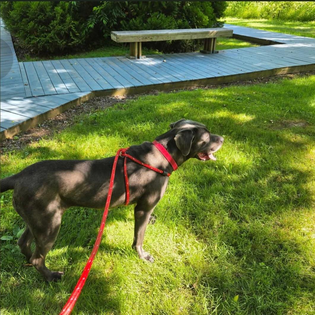 Rosie, an adopted Cane Corso in Dillsburg, PA image 2/6