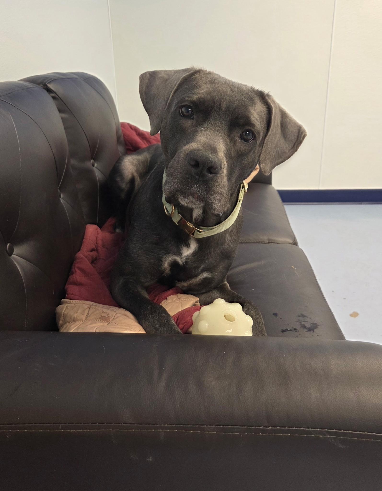 Rosie, a ADOPTABLE mixed breed in Dillsburg, PA image 5/6