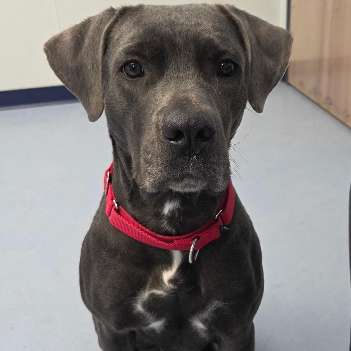 Rosie, a ADOPTABLE mixed breed in Dillsburg, PA image 2/6