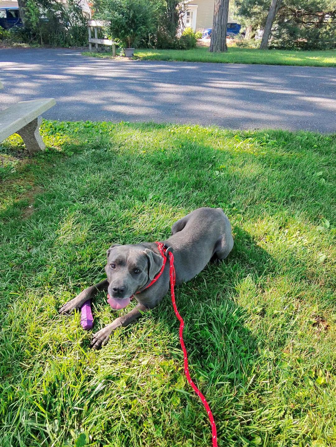 Rosie, an adopted Cane Corso in Dillsburg, PA image 5/6