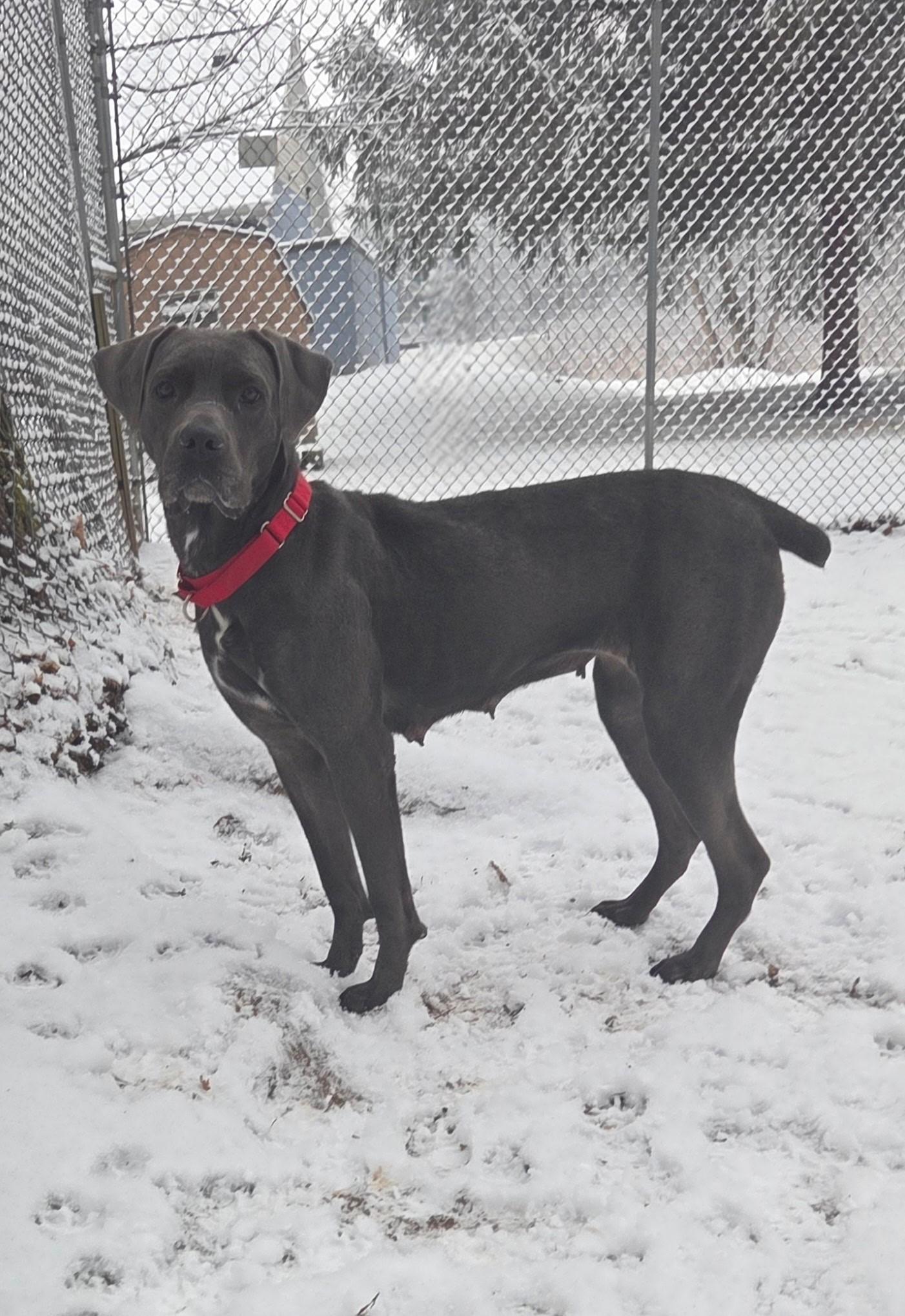 Rosie, a ADOPTABLE mixed breed in Dillsburg, PA image 3/6