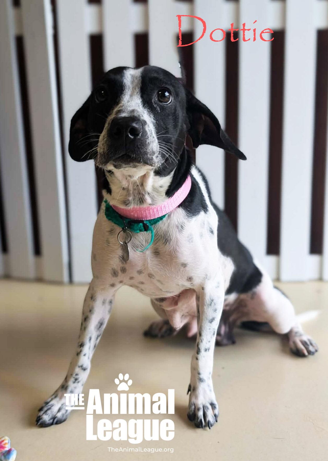 Enlarge Dottie, a ADOPTABLE mixed breed in Groveland, FL image 2/3