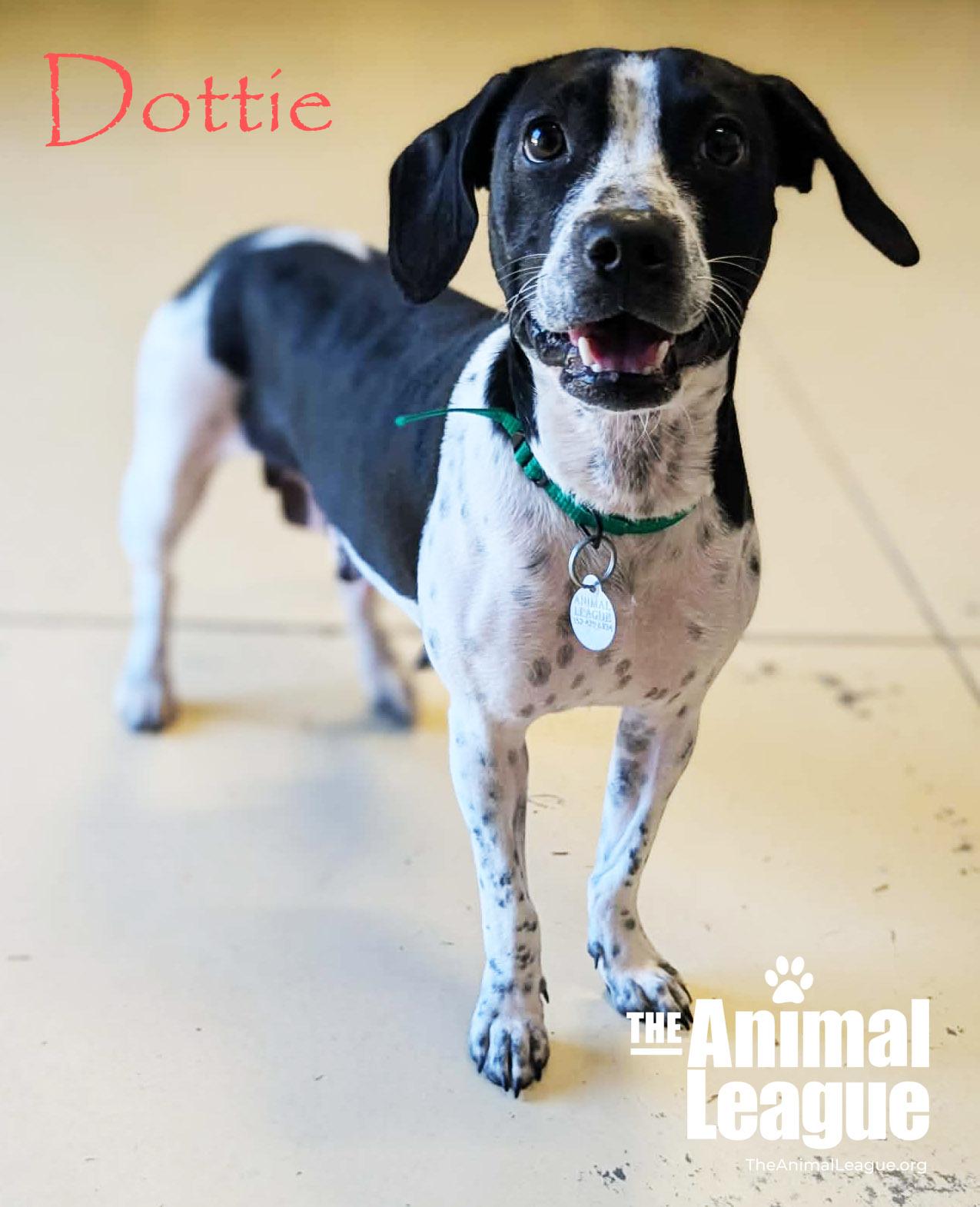 Enlarge Dottie, a ADOPTABLE mixed breed in Groveland, FL image 1/3