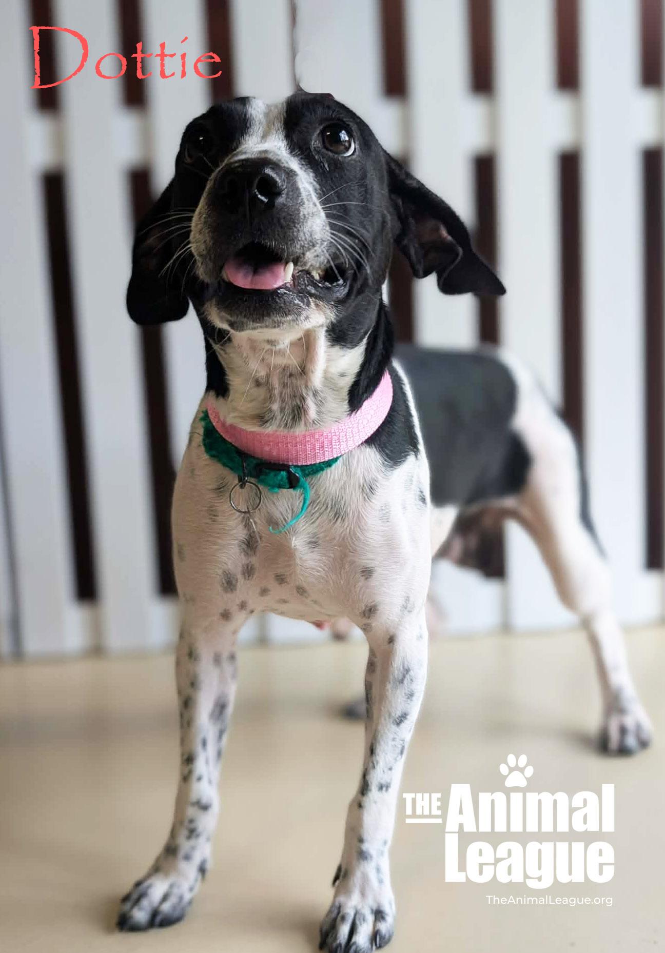 Enlarge Dottie, a ADOPTABLE mixed breed in Groveland, FL image 3/3