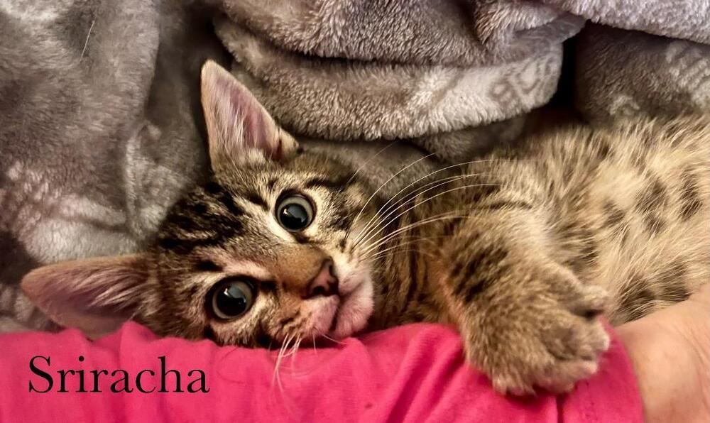 Enlarge Sriracha *kitten*, a Adoptable Tabby in Culpeper, VA image 1/2