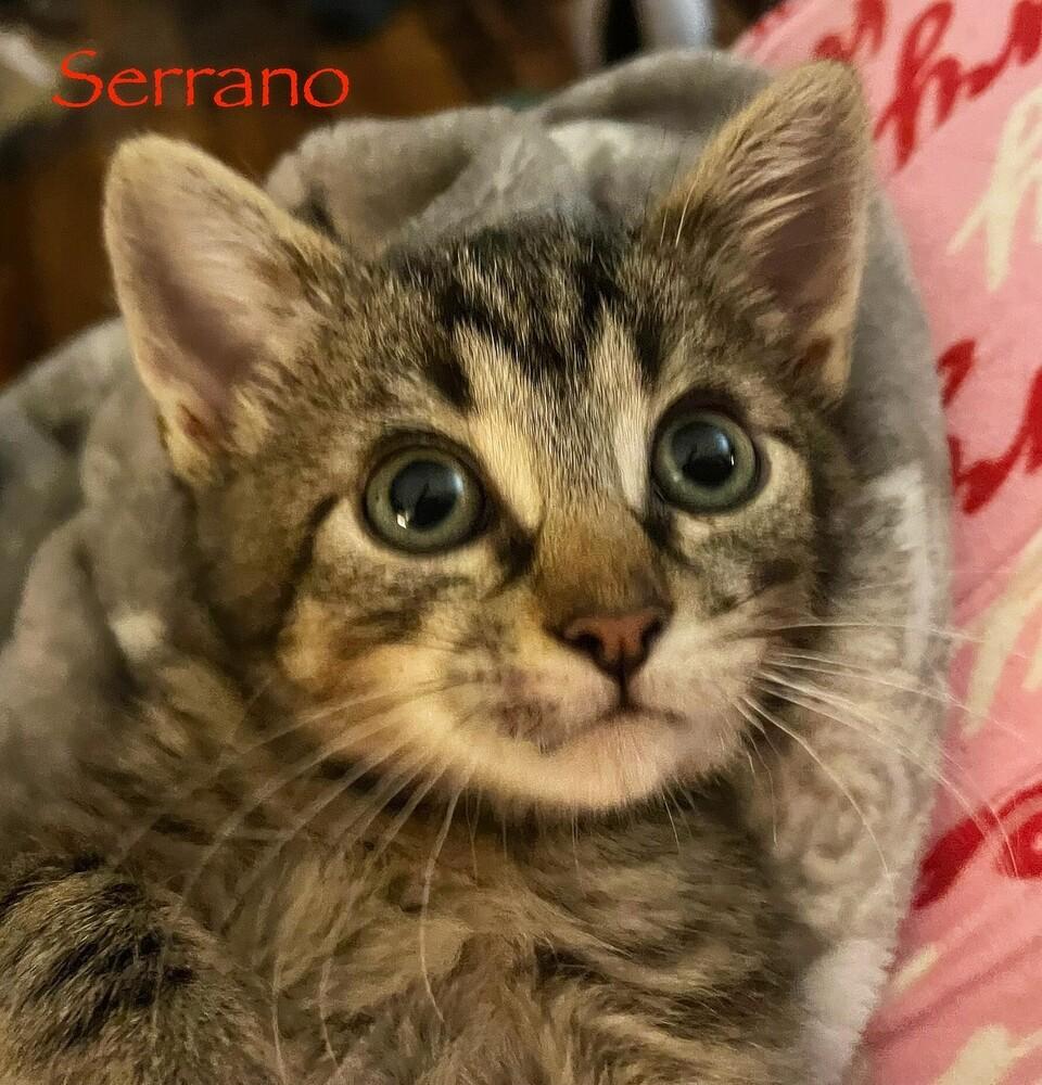 Enlarge Sriracha *kitten*, a Adoptable Tabby in Culpeper, VA image 2/2