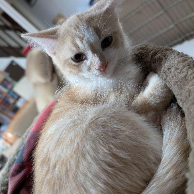 Mandarin & Mango (Bonded Pair)