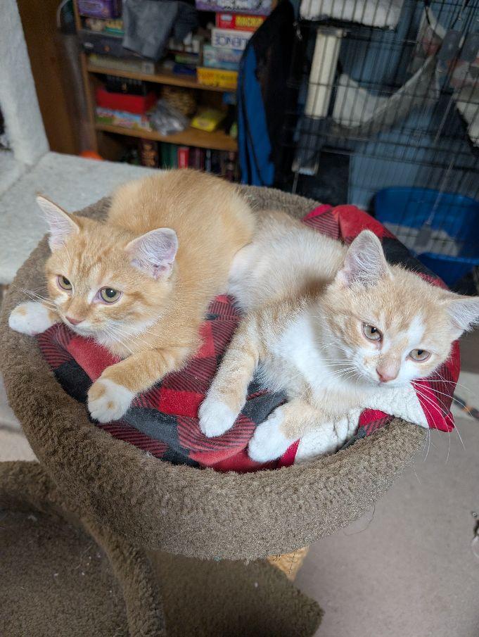 Mandarin & Mango (Bonded Pair)