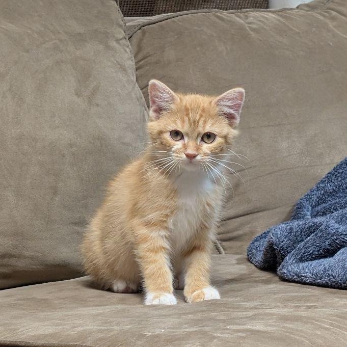 Mandarin & Mango (Bonded Pair)