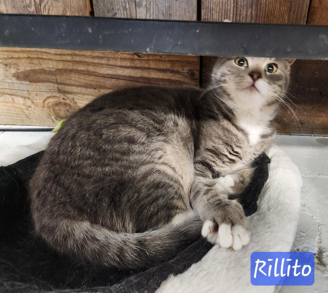 Rillito, a Adoptable mixed breed in Las Cruces, NM image 2/3