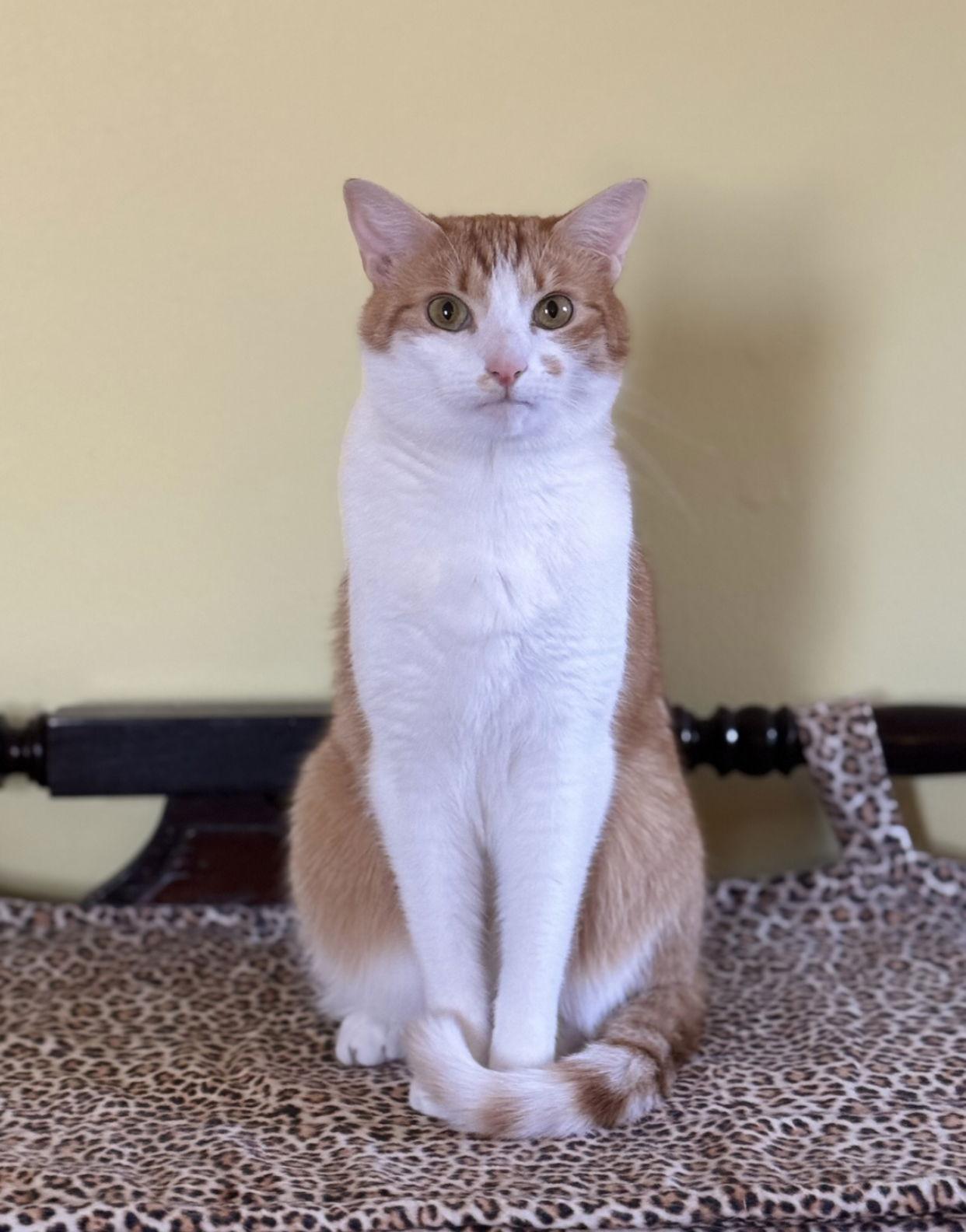 Enlarge Bart, a Adoptable Domestic Short Hair in Newtown Square, PA image 1/3