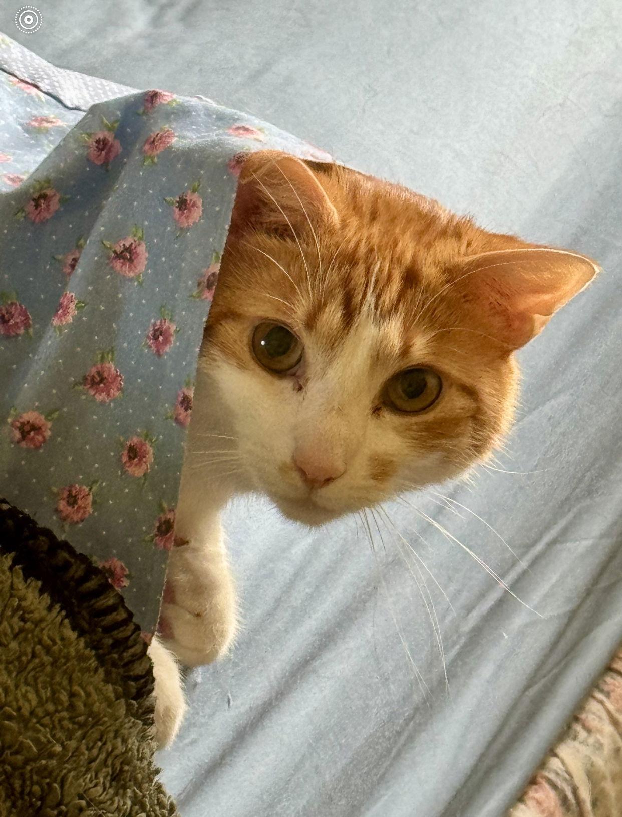 Enlarge Bart, a Adoptable Domestic Short Hair in Newtown Square, PA image 2/3