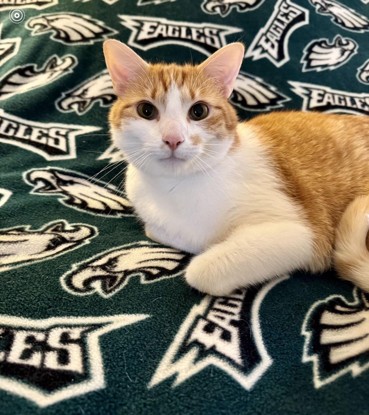 Enlarge Bart, a Adoptable Domestic Short Hair in Newtown Square, PA image 3/3