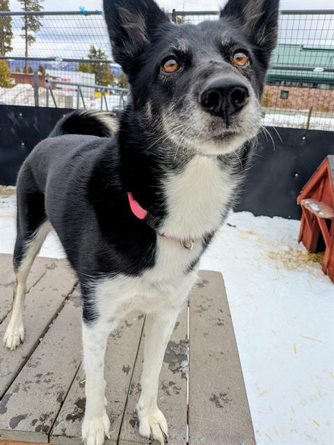 SAKARI, Adoptable, Adult Female Husky.