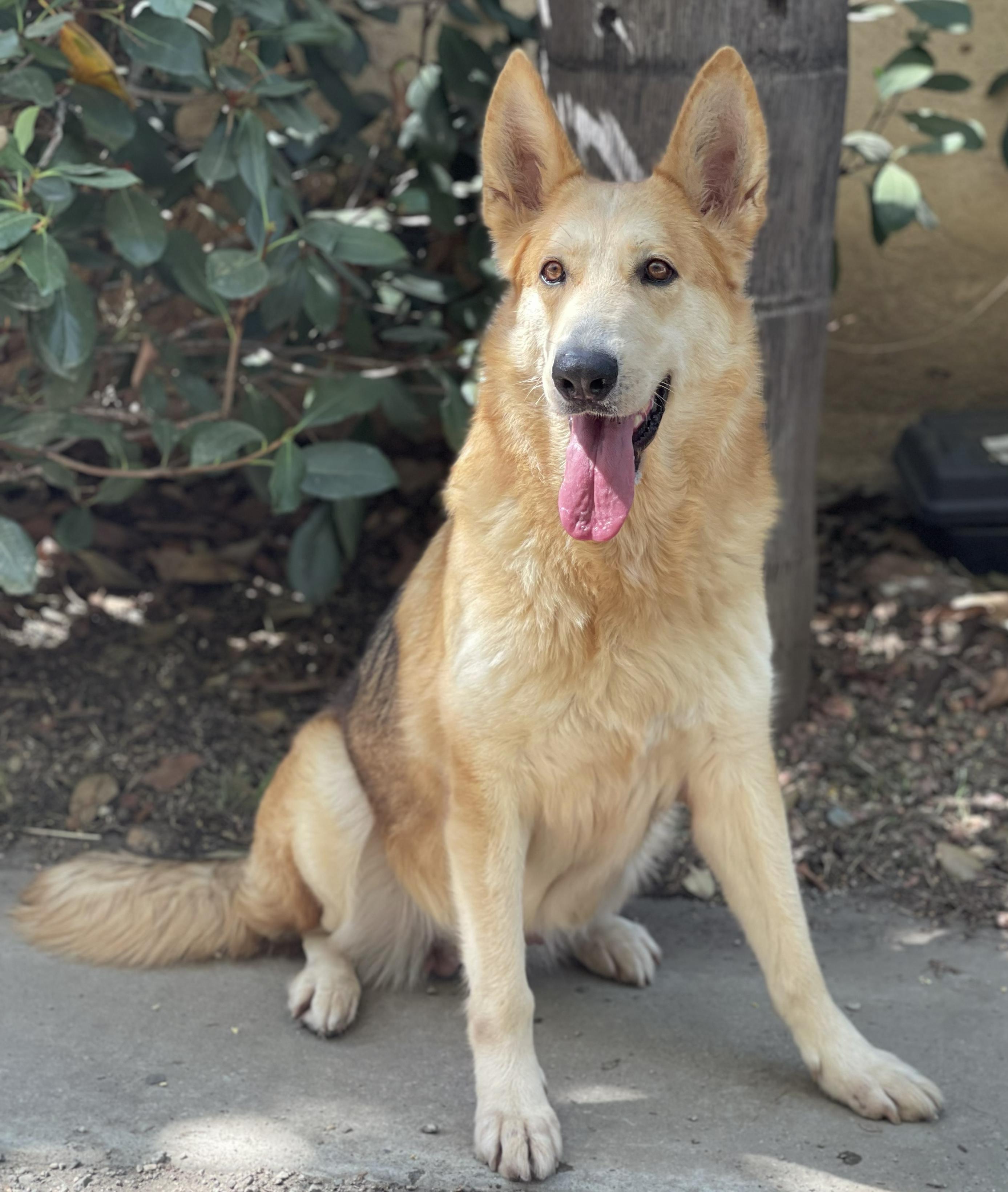 Enlarge KIARA, a Adoptable mixed breed in Bell Gardens, CA image 5/6