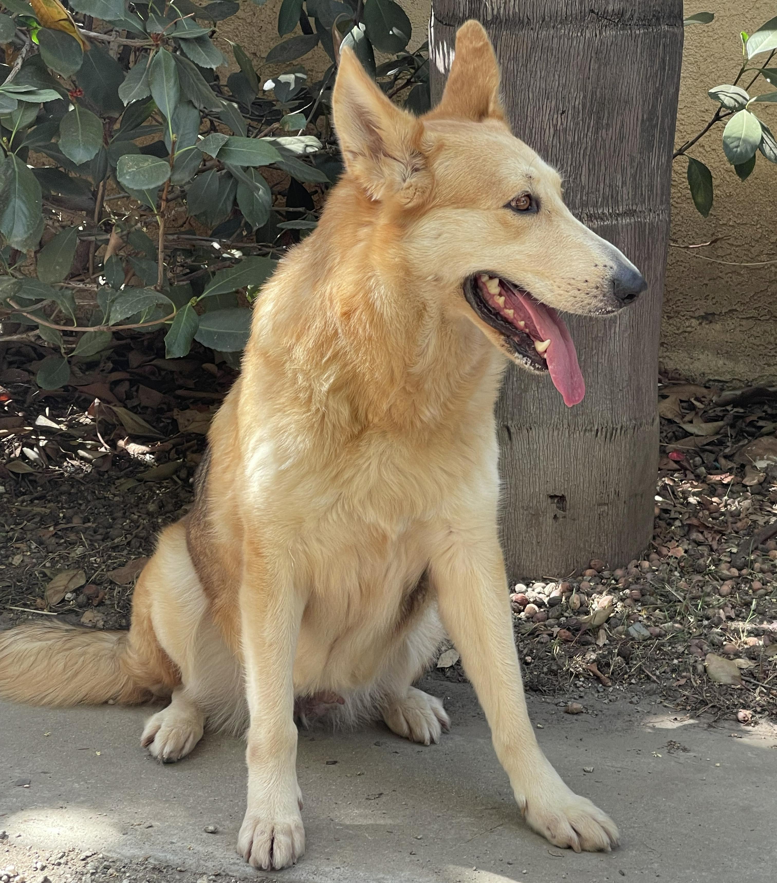 Enlarge KIARA, a Adoptable mixed breed in Bell Gardens, CA image 6/6