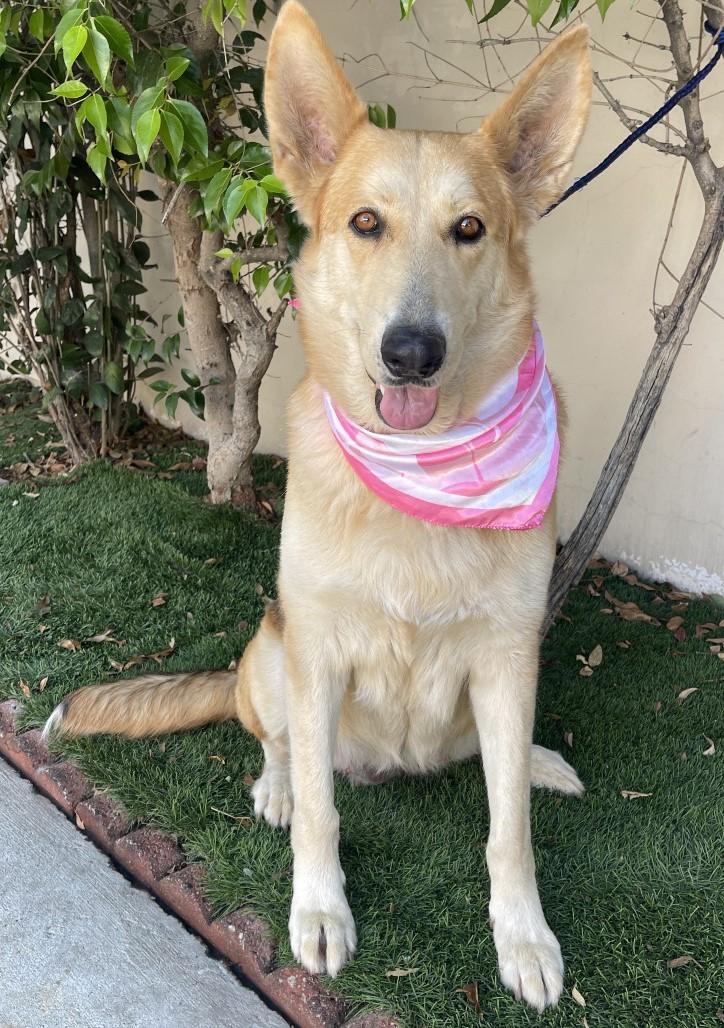 Enlarge KIARA, a Adoptable mixed breed in Bell Gardens, CA image 3/6