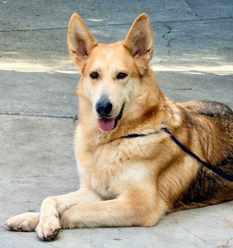 Enlarge KIARA, a Adoptable mixed breed in Bell Gardens, CA image 4/6