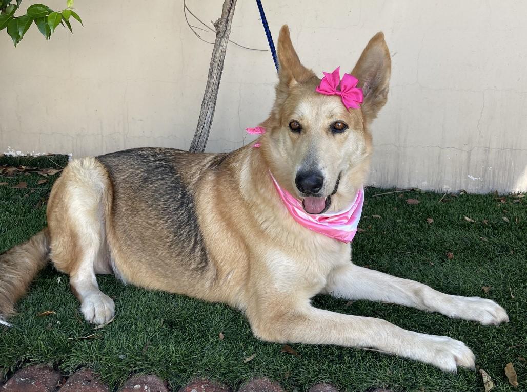 Enlarge KIARA, a Adoptable mixed breed in Bell Gardens, CA image 2/6