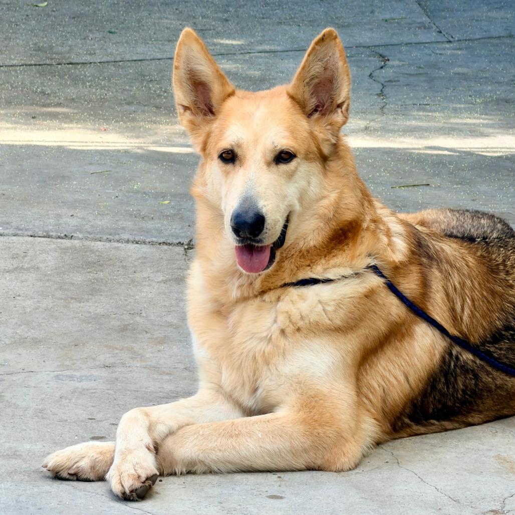 KIARA, Adoptable, Young Female German Shepherd Dog.