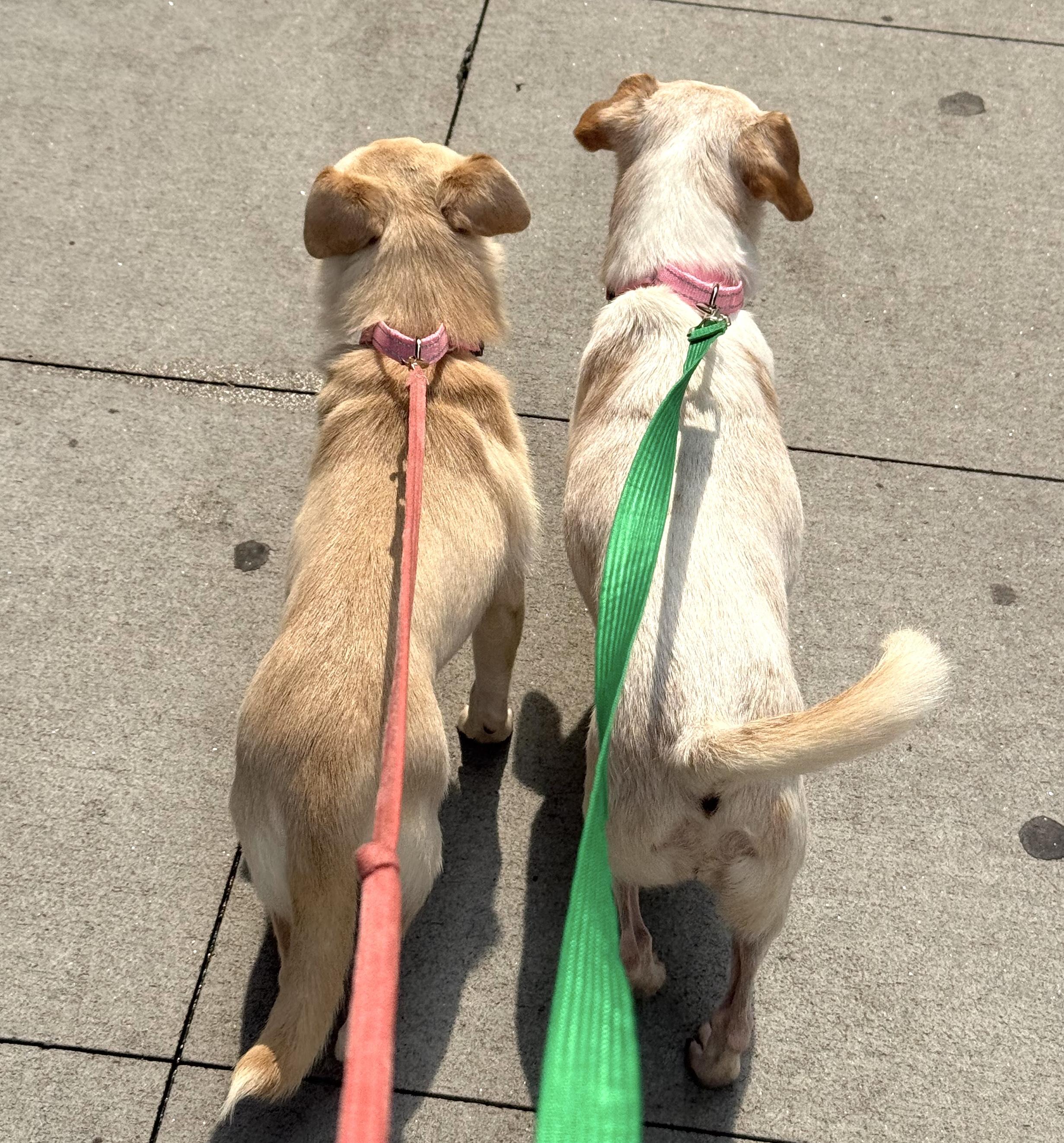 Enlarge Bailey Rue, a Adoptable Chihuahua in Brooklyn, NY image 4/6
