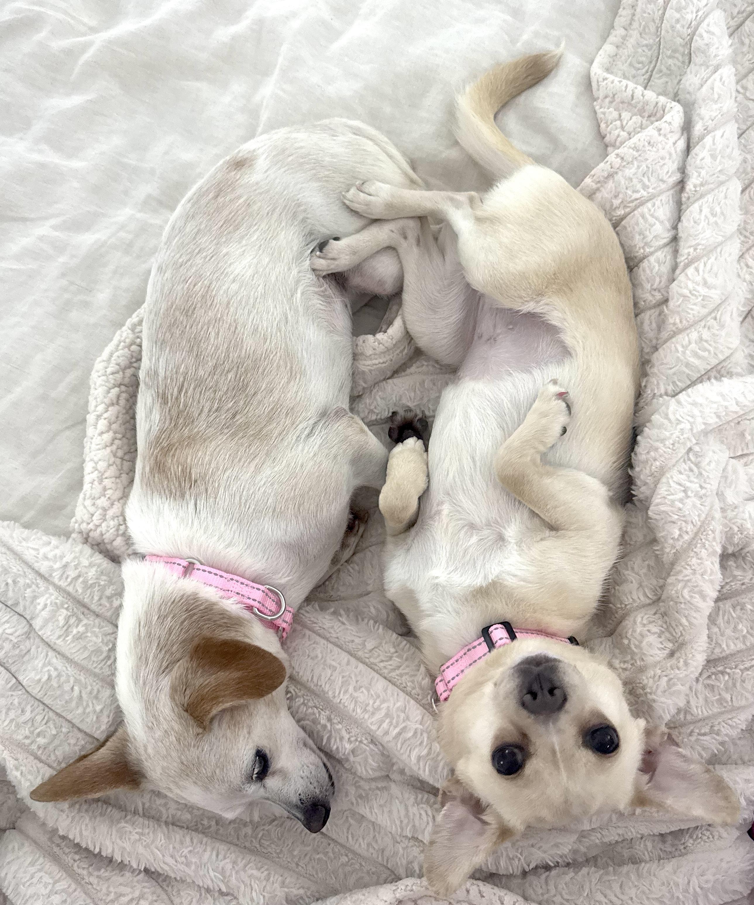 Enlarge Bailey Rue, a Adoptable Chihuahua in Brooklyn, NY image 2/6