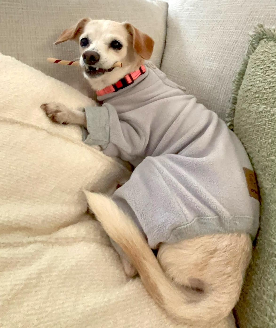 Enlarge Bailey Rue, a Adoptable Chihuahua in Brooklyn, NY image 5/6