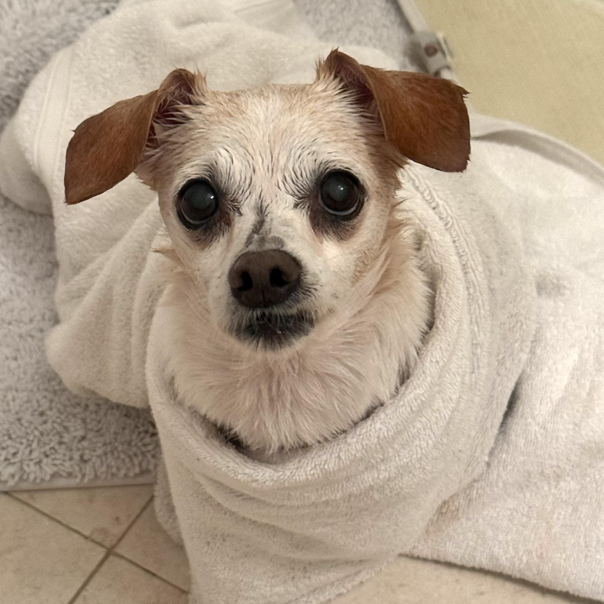 Enlarge Bailey Rue, a Adoptable Chihuahua in Brooklyn, NY image 3/6
