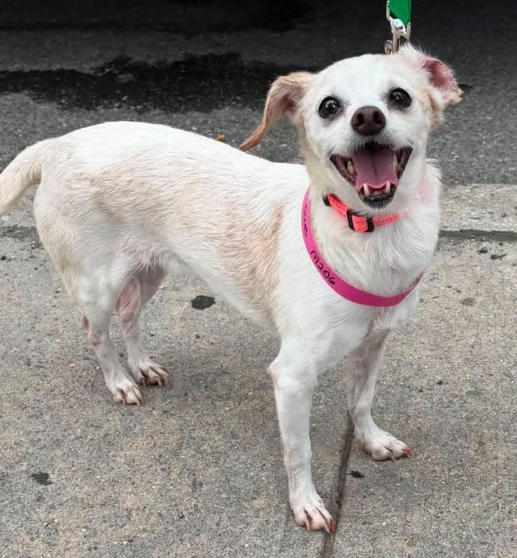 Bailey Rue, Adoptable, Senior Female Chihuahua.
