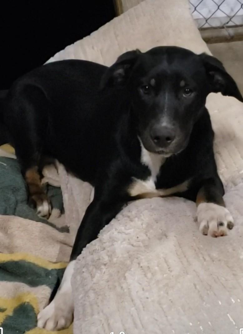 Brooke, Adoptable, Puppy Female Retriever.