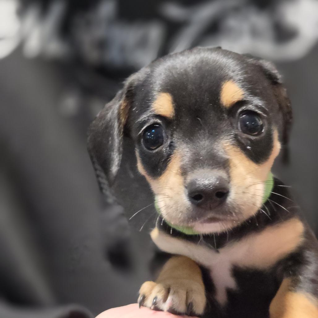 Enlarge Scrambler (green), a Adoptable Chihuahua in Redmond, WA image 1/2