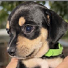 Enlarge Scrambler (green), a Adoptable Chihuahua in Redmond, WA image 2/2