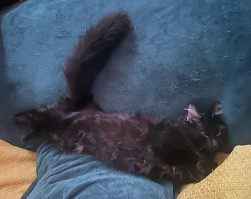 Enlarge Mr. Beans, a ADOPTABLE Domestic Long Hair in Lewis Center, OH image 2/3