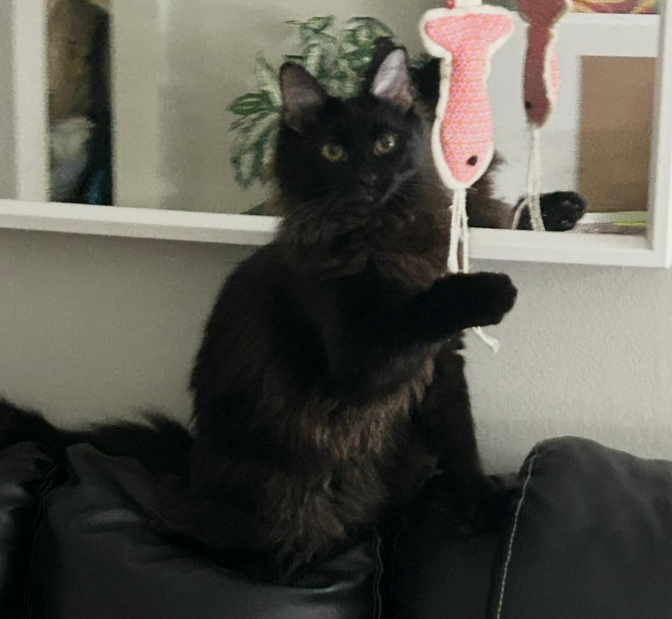 Enlarge Mr. Beans, a ADOPTABLE Domestic Long Hair in Lewis Center, OH image 1/3