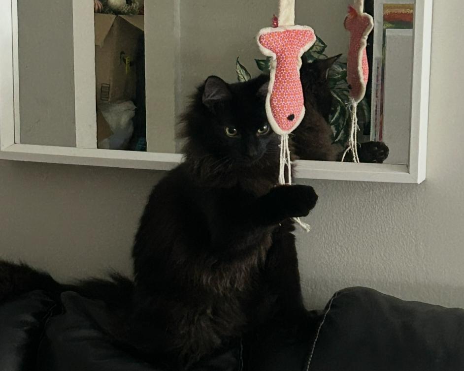 Enlarge Mr. Beans, a ADOPTABLE Domestic Long Hair in Lewis Center, OH image 3/3