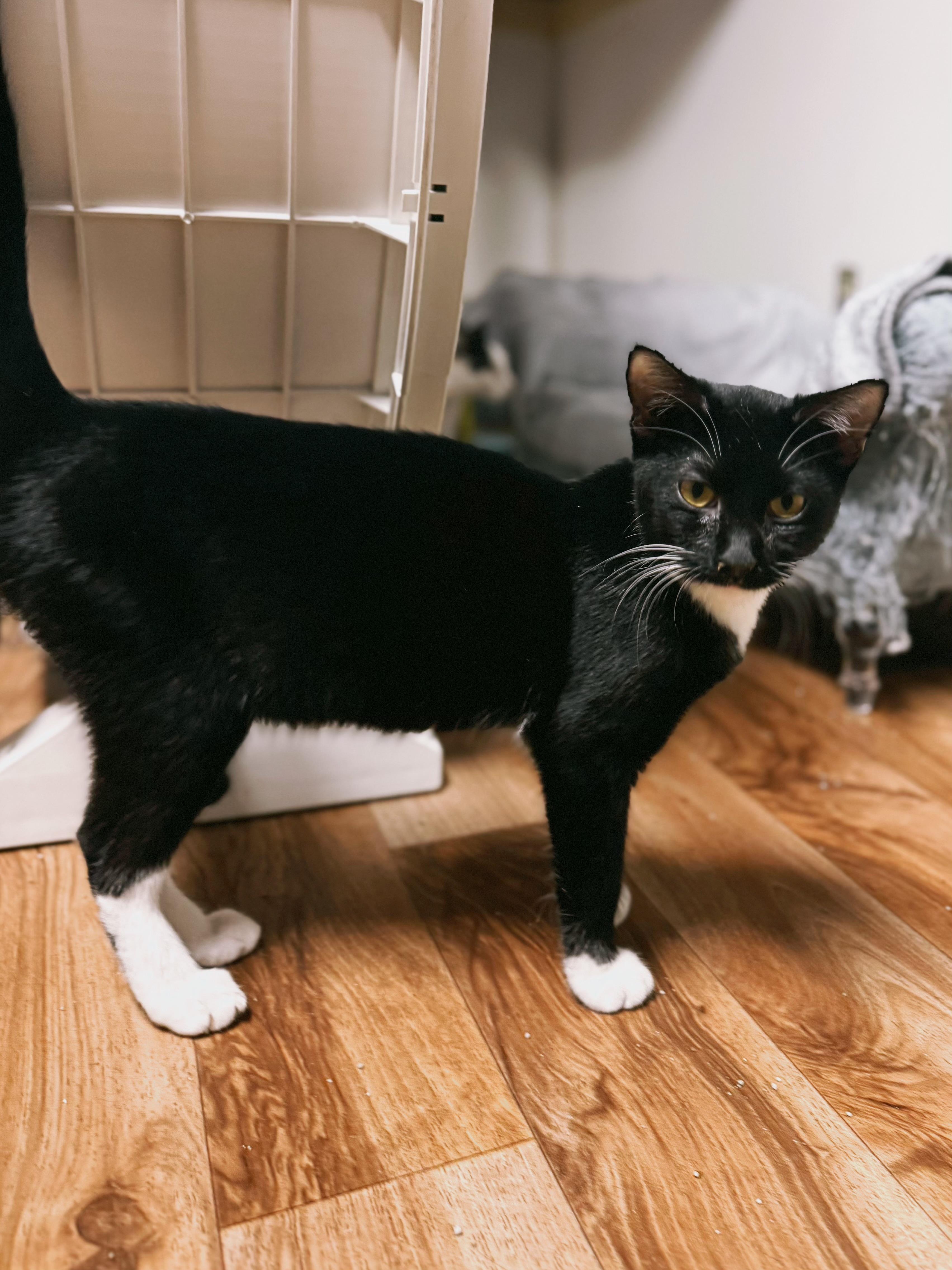 Enlarge Jenny, a Adoptable Domestic Short Hair in Varnville, SC image 2/3